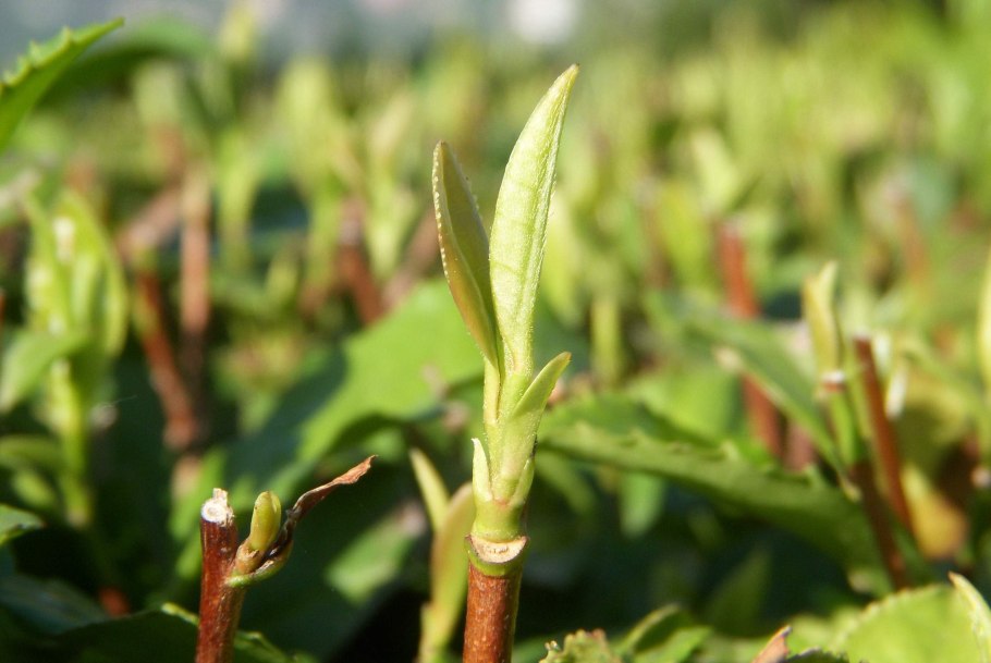 Молодые побеги