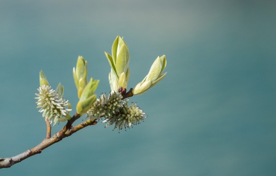Распускаются листочки