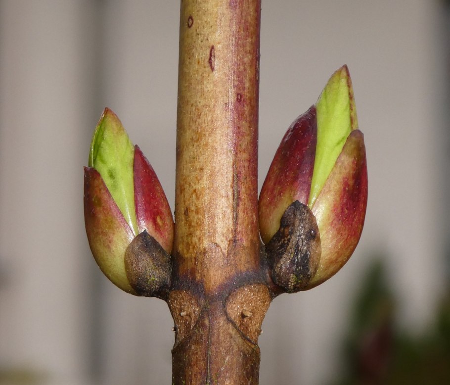 Сирень обыкновенная почки