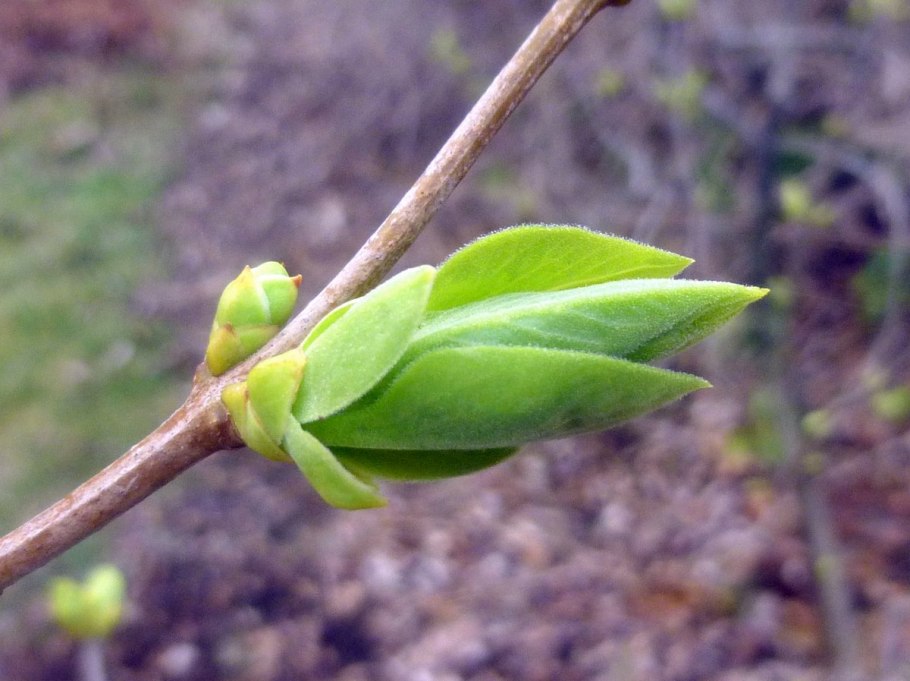 Побег растения