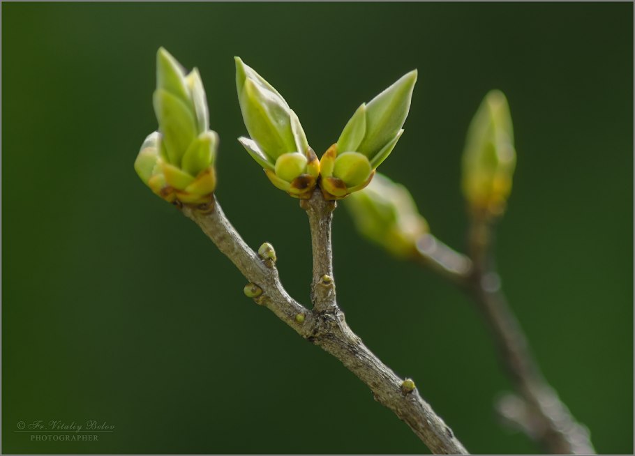 Какие бывают почки на деревьях