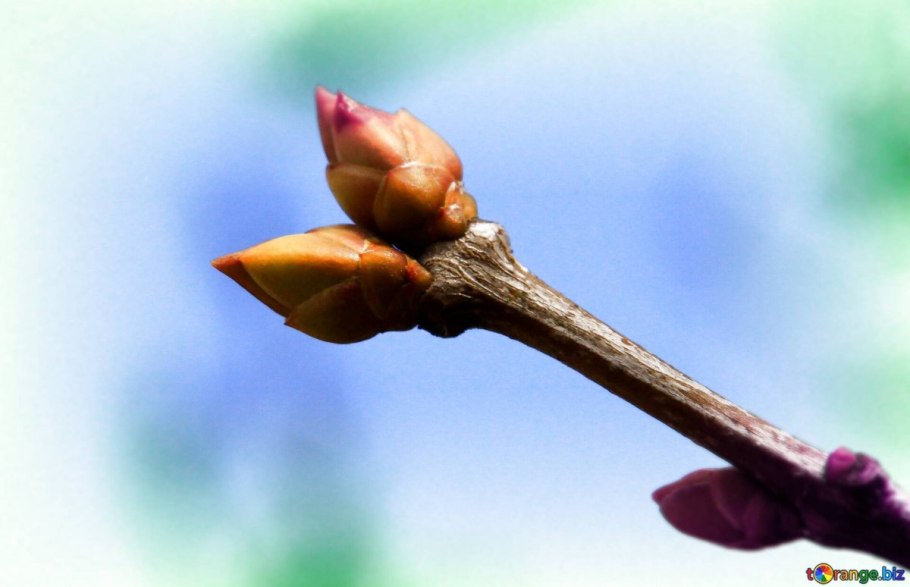 Растительная почка