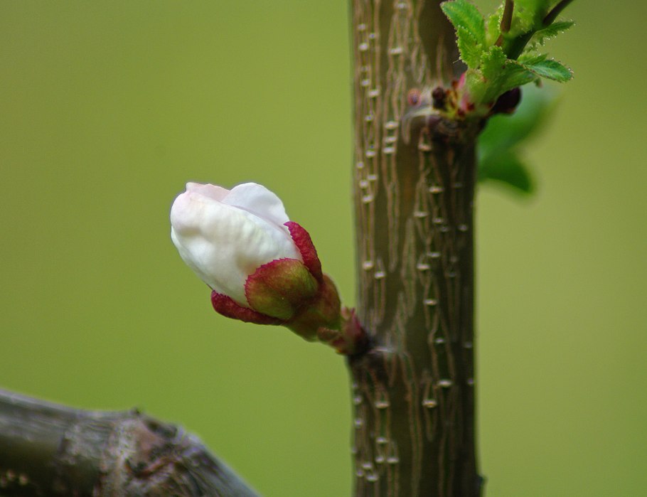 Распускаются листочки