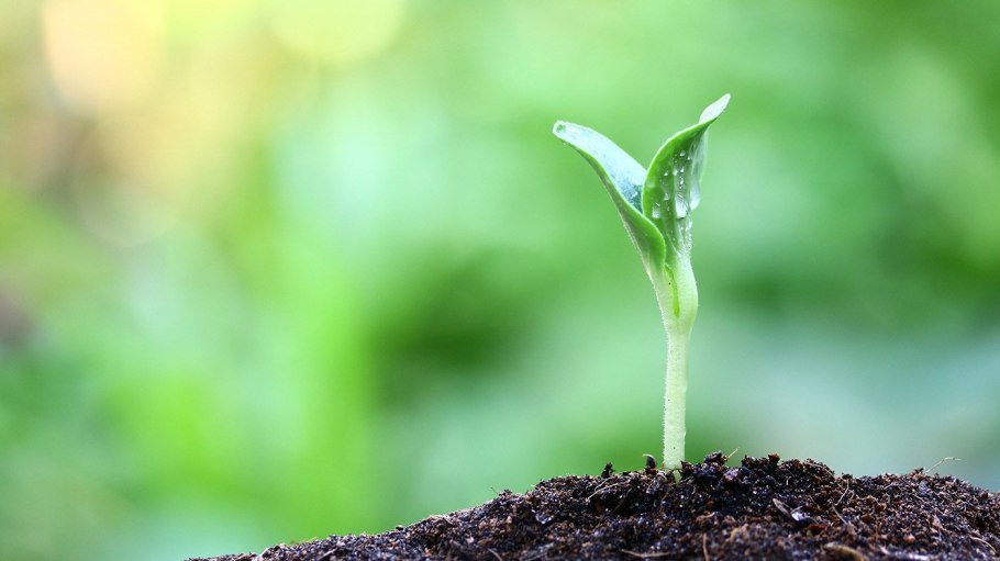 Почечные чешуи деревьев