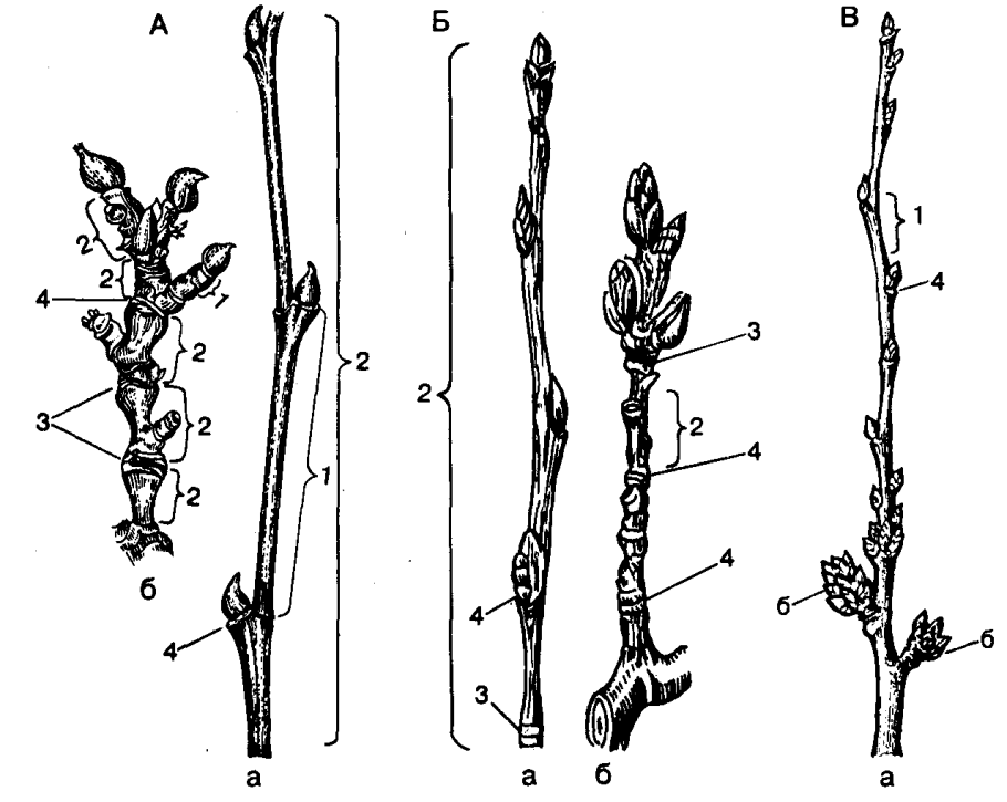 Барбарис обыкновенный побеги