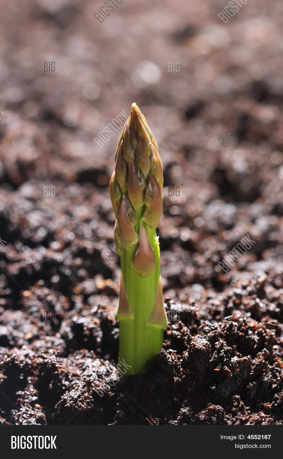 Побеги травы