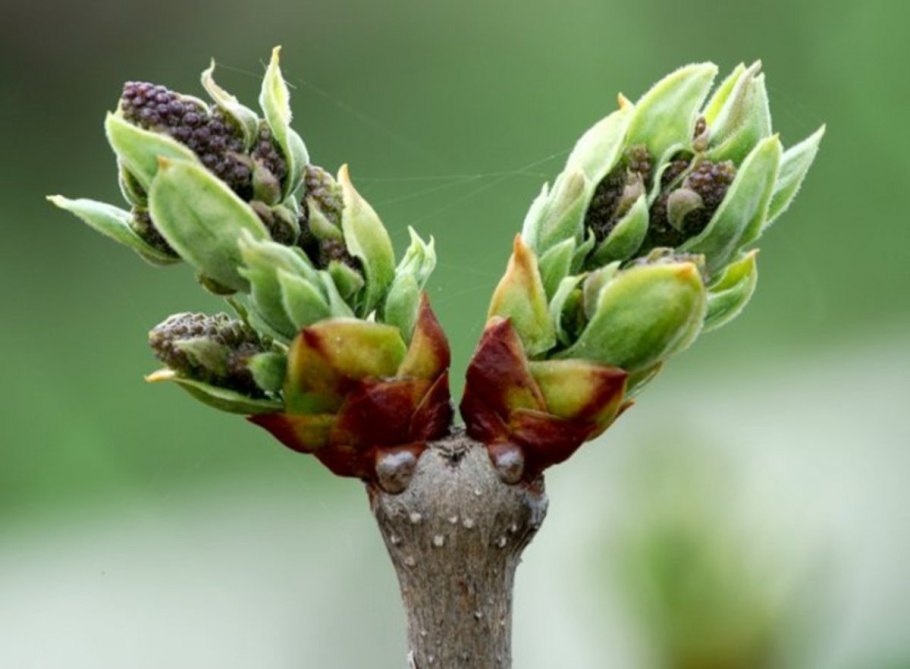 Зеленые листья подниматься вверх