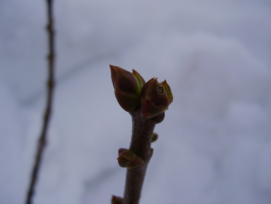 Метамерное строение побега