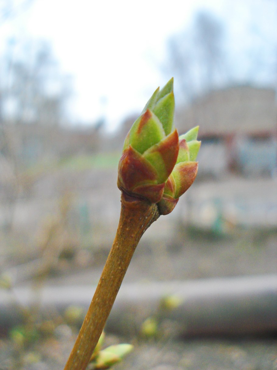 Побег узел междоузлие пазуха листа
