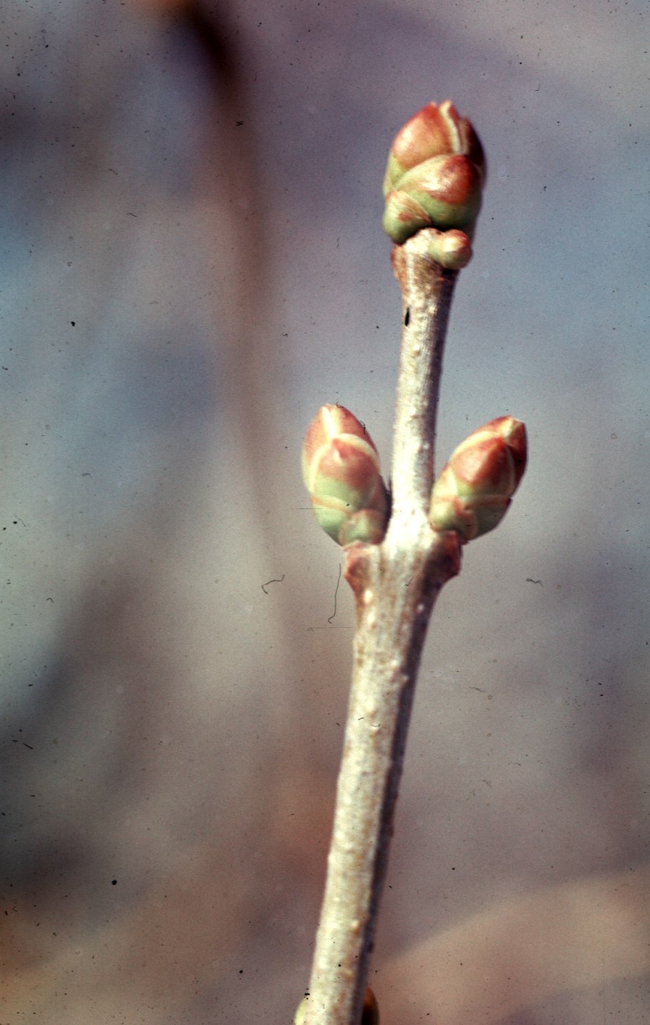 Полегание побегов малины