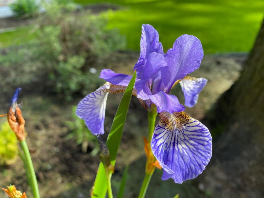 Ирис, или Касатик, или петушок (лат. Iris)