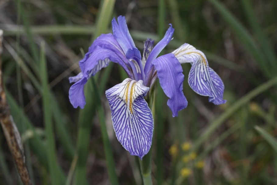 Iris missouriensis
