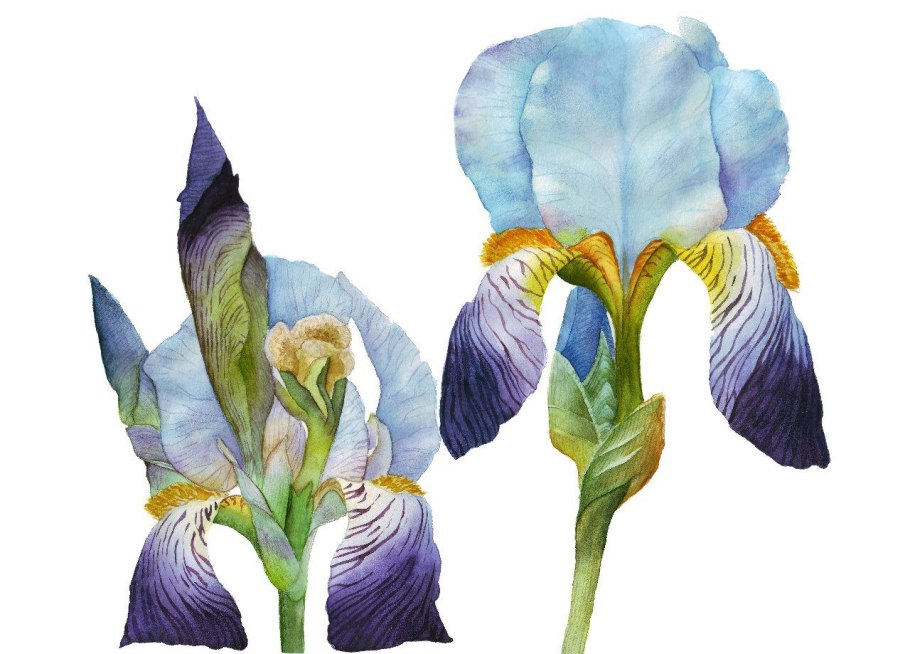 Цветок ириса рисунок