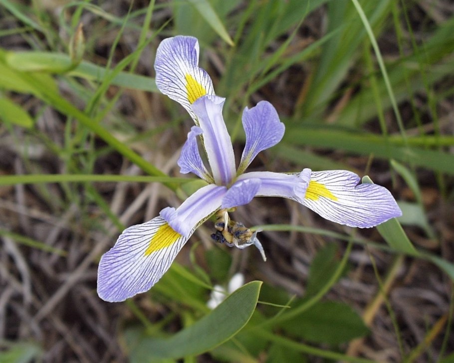Iris versicolor