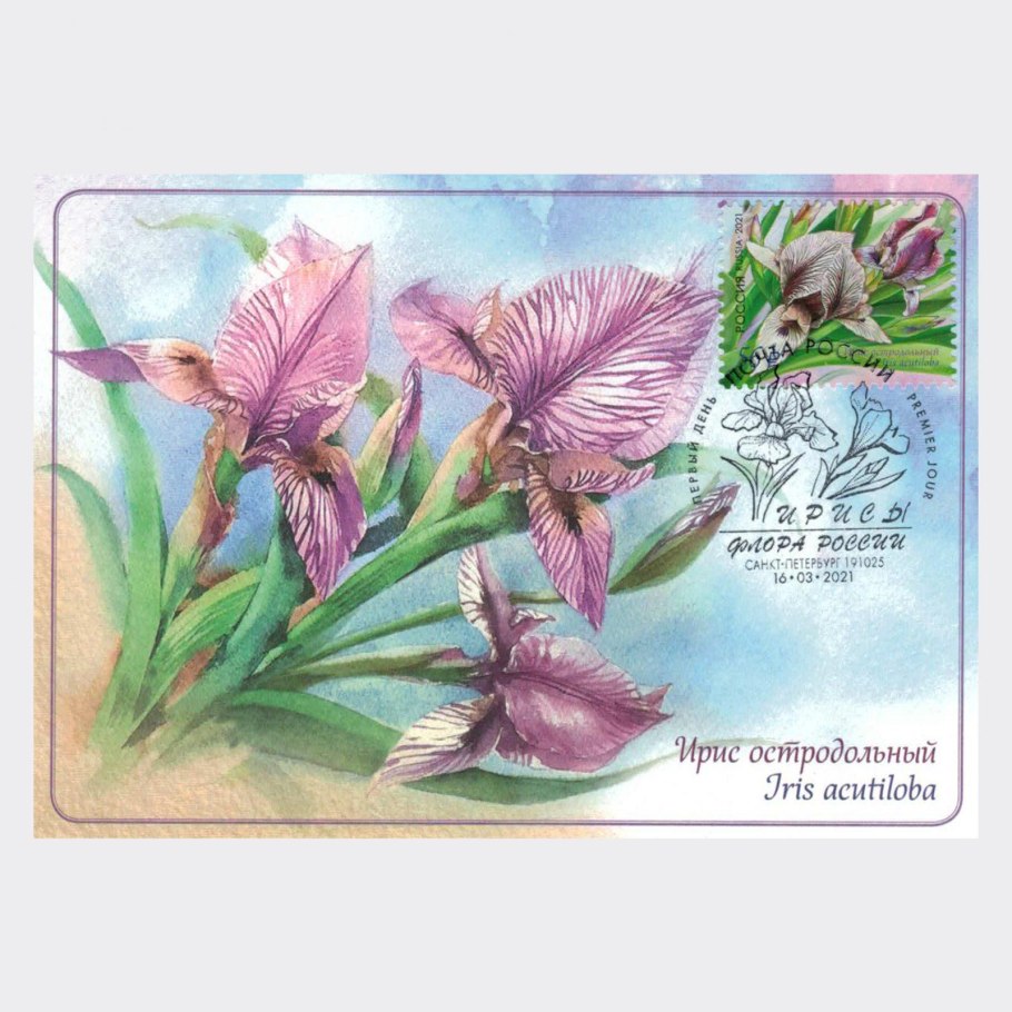 Касатик остродольный