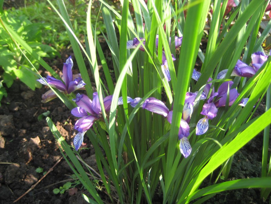 Ирис иск цветы