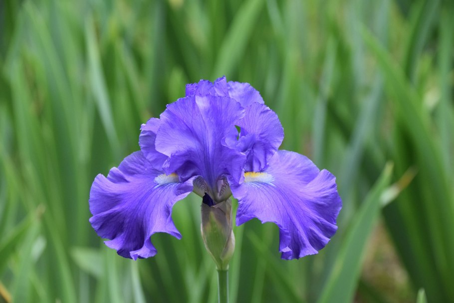 Iris korolkowii