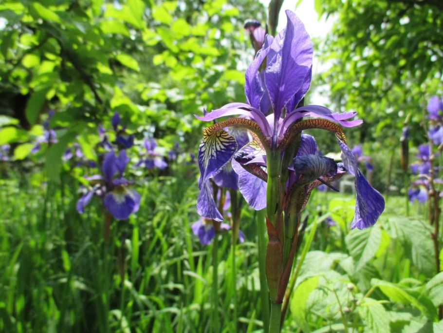 Дикий ирис касатик