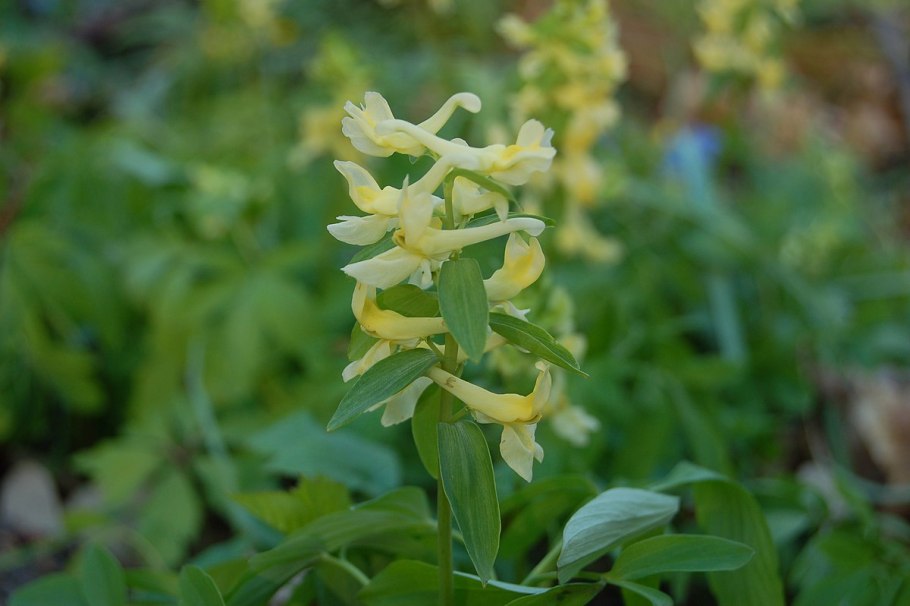 Хохлатка Маршалла цветок