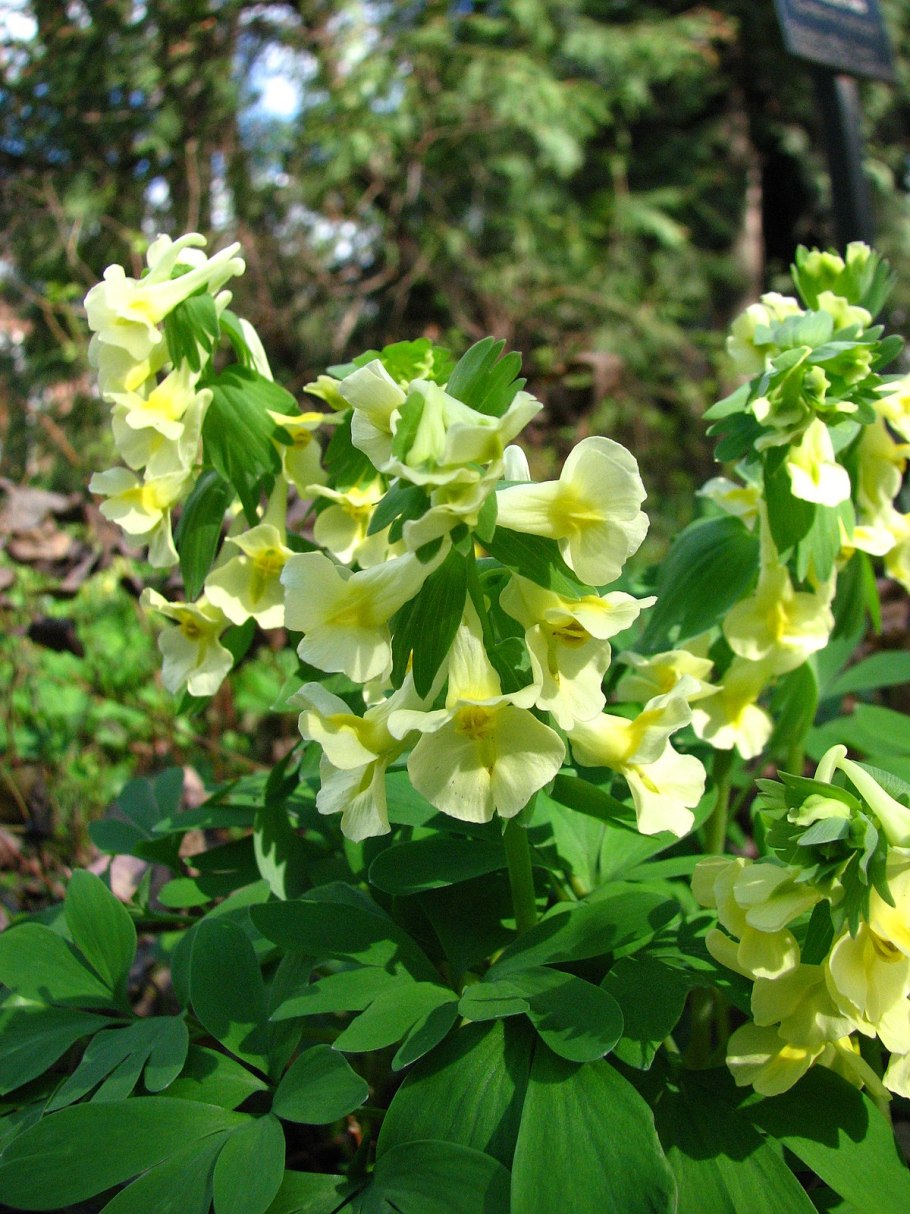 Corydalis marschalliana