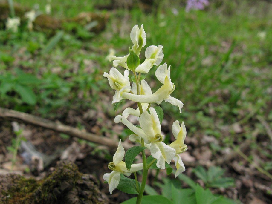 Хохлатка Маршалла (Corydalis marschalliana pers.)