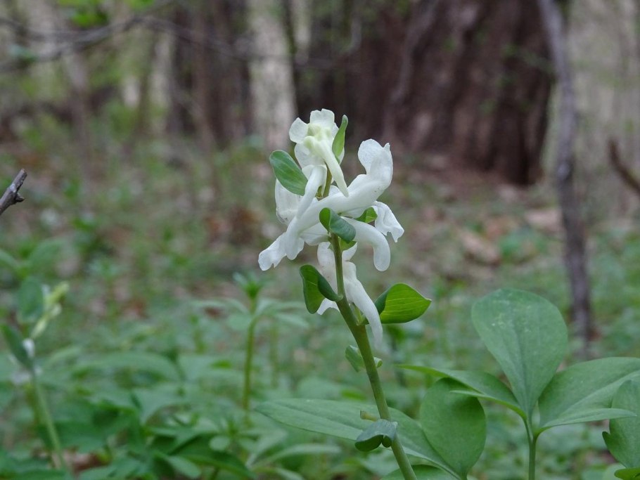 Хохлатка Маршалла Corydalis marschalliana ареал