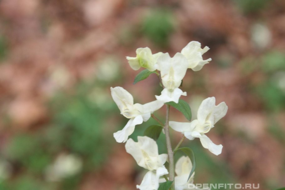 Хохлатка прицветниковая желтая