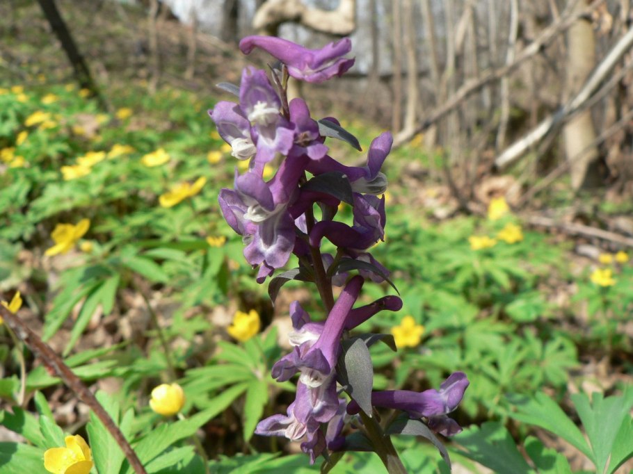 Хохлатка первоцвет