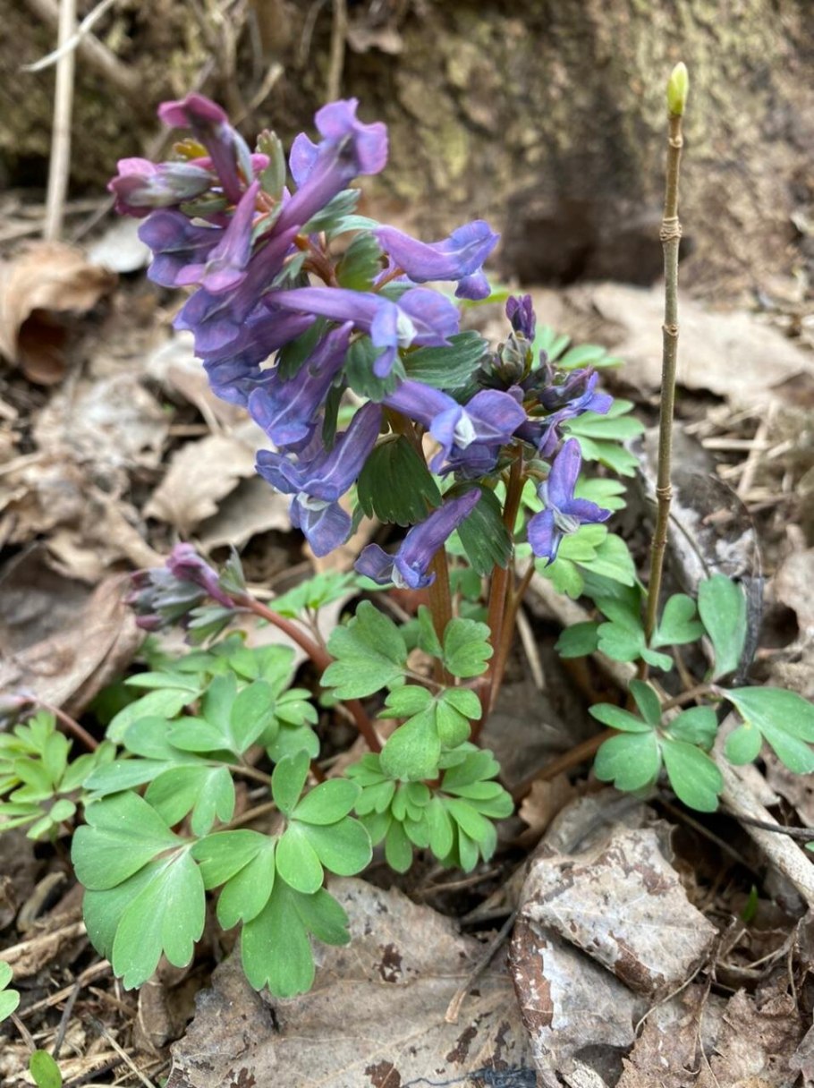 Хохлатка горинская