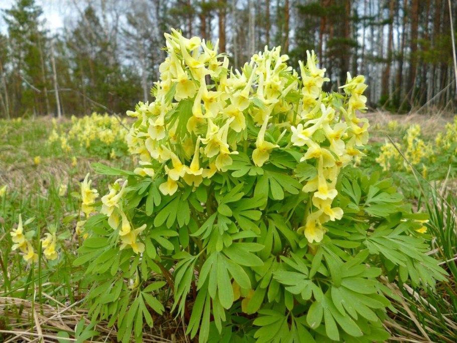 Хохлатка первоцвет