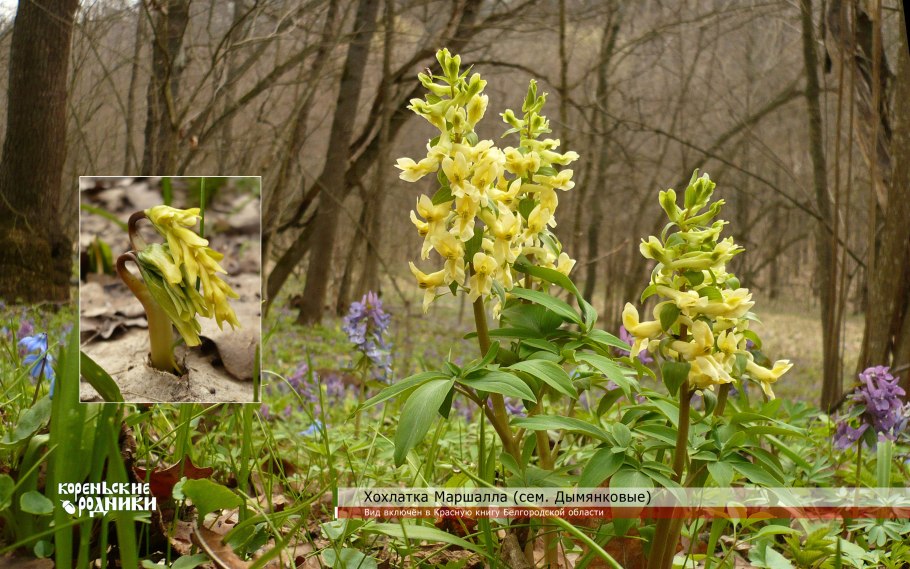 Семена хохлатки плотной