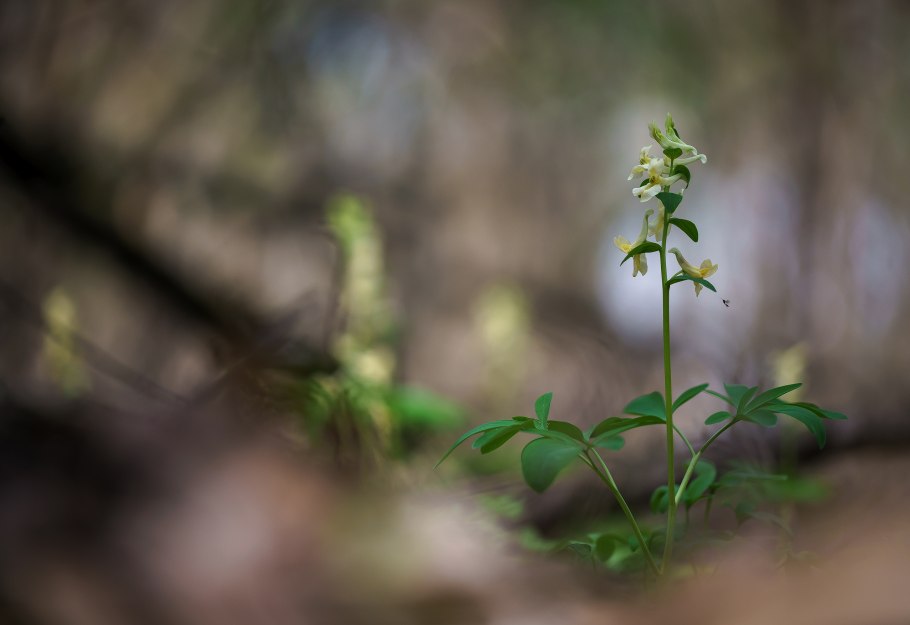 Corydalis marschalliana