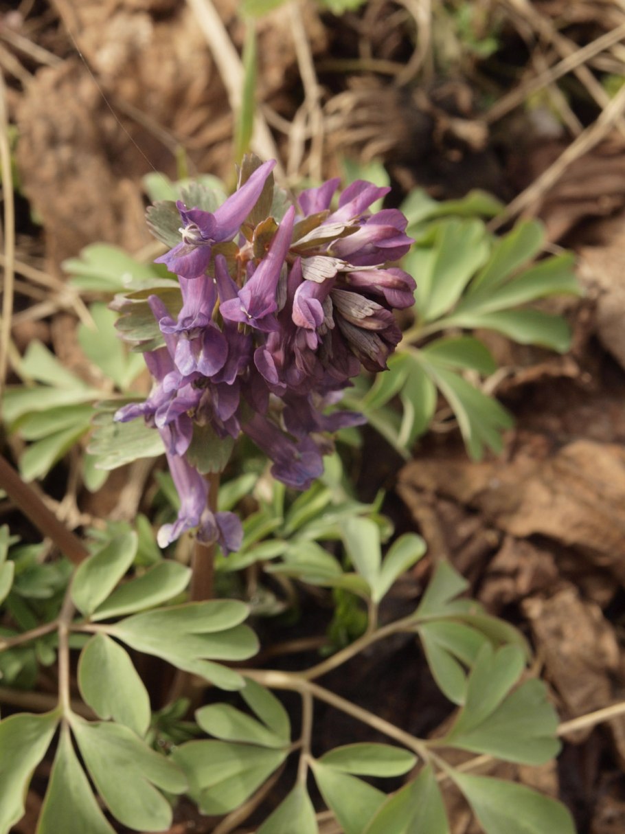 Хохлатка цветок