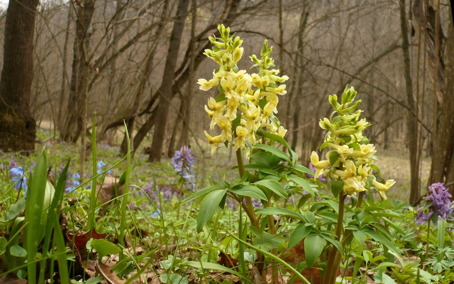 Хохлатка Буша