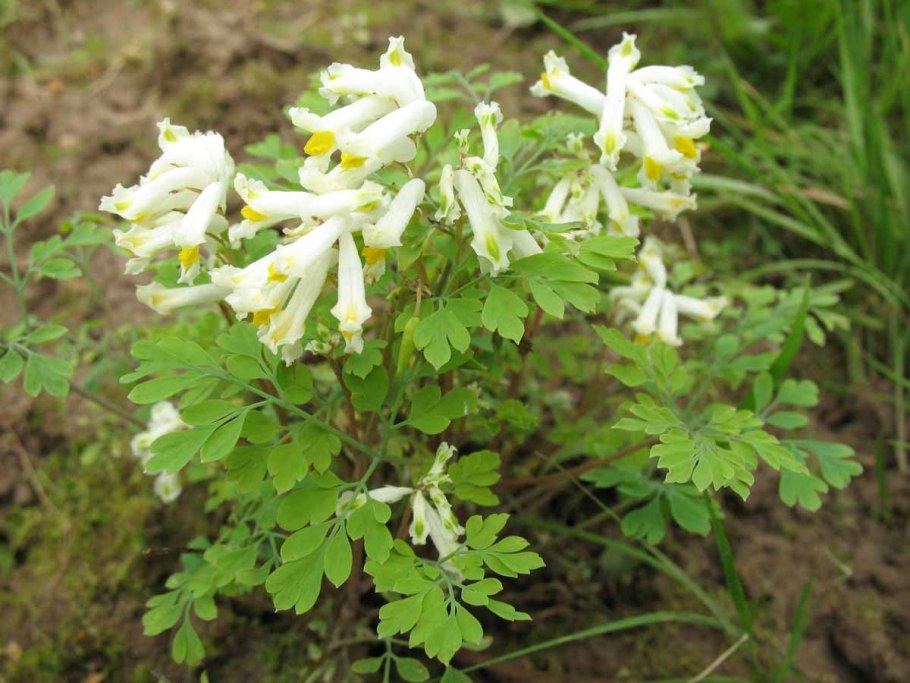 Хохлатка (corydalis)