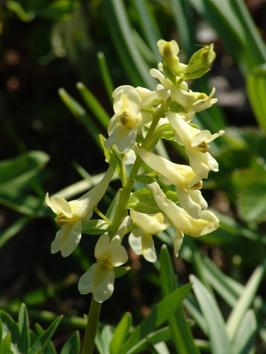 Corydalis marschalliana