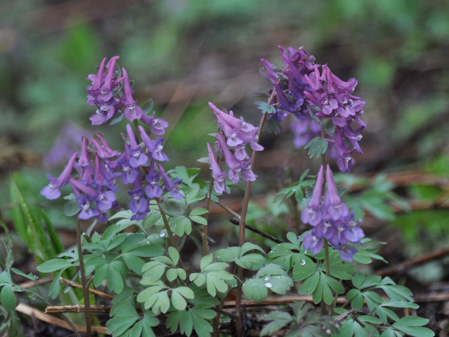 • Хохлатка Маршалла рисунок (Corydalis marschalliana)