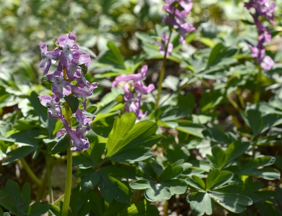 Corydalis Caucasica