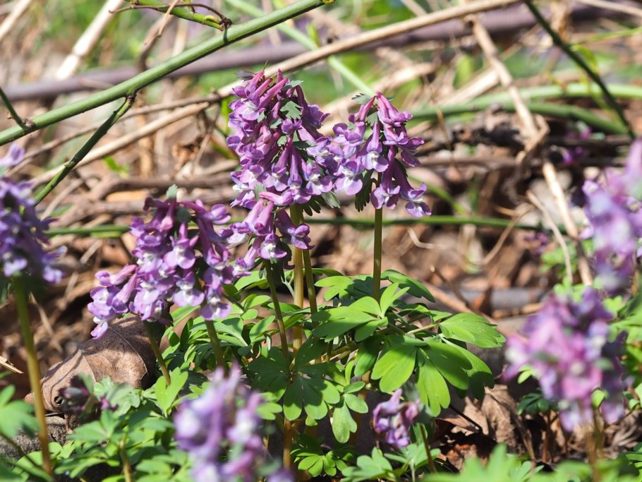 Хохлатка пурпл бёрд