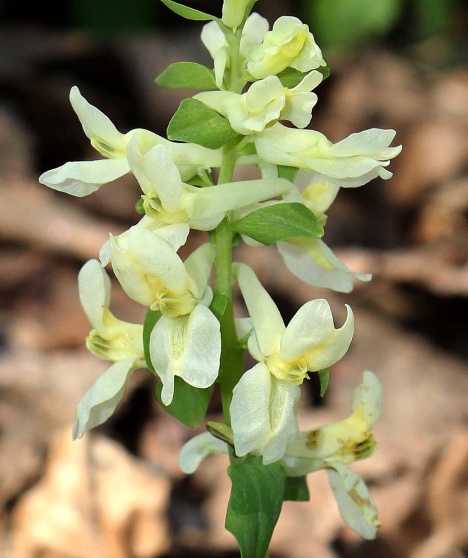 Corydalis marschalliana
