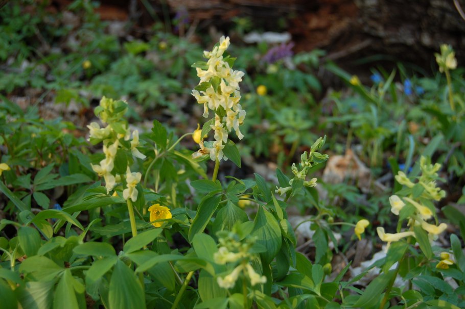 Corydalis ophiocarpa