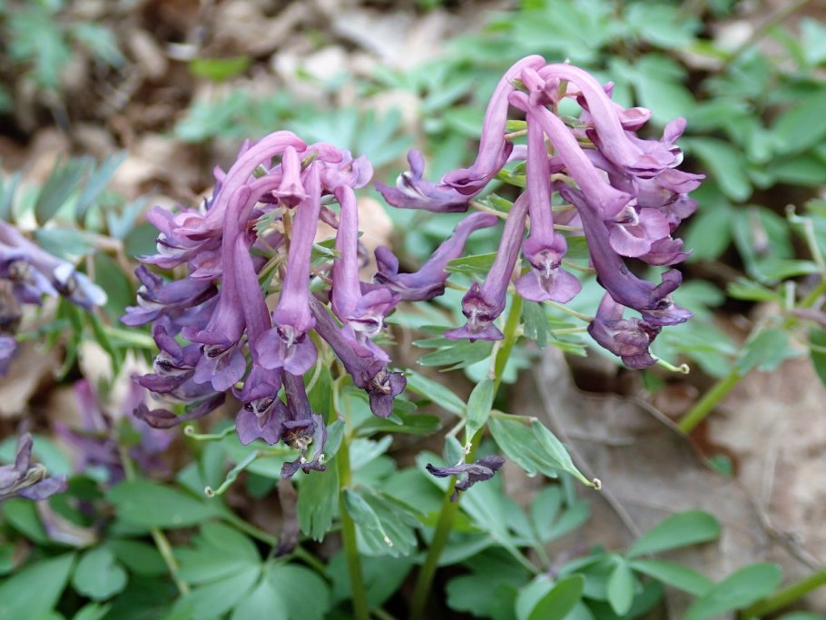 Хохлатка пионолистная