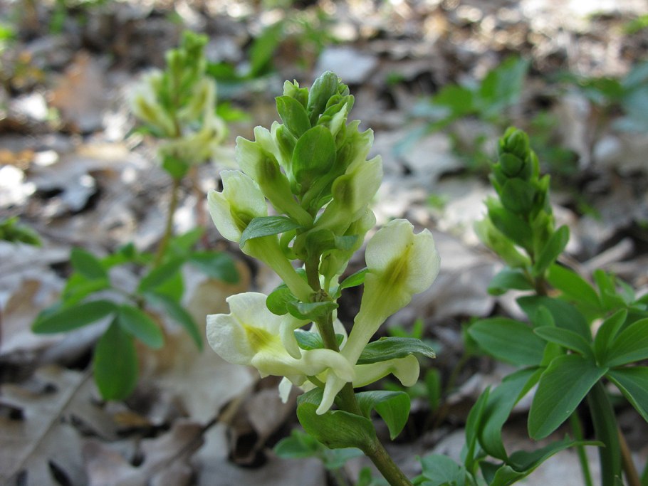 Corydalis marschalliana