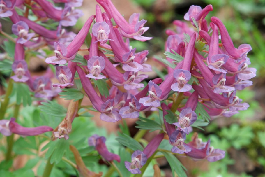 Corydalis anthriscifolia