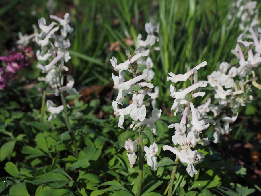 Хохлатка Маршалла Corydalis marschalliana ареал