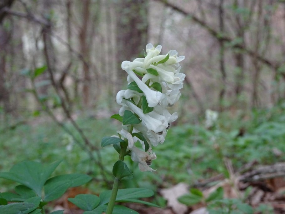 Corydalis marschalliana