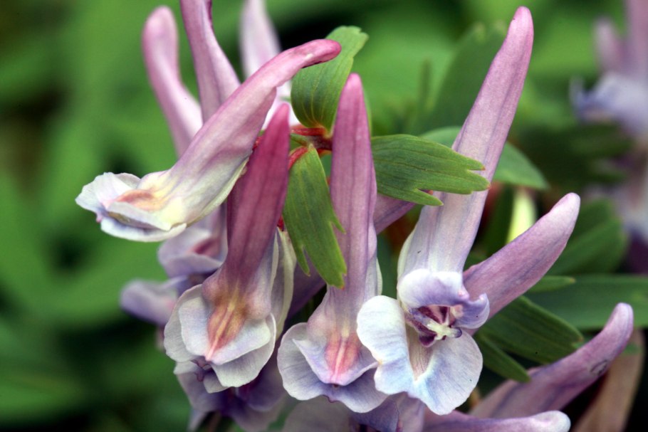 Хохлатка Кавказская Машук