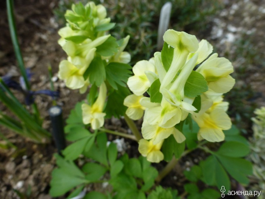 Хохлатка Маршалла (Corydalis marschalliana Pall. Ex Willd.)