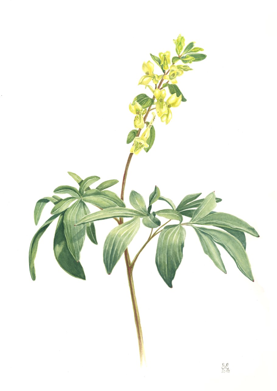 Хохлатка Маршалла Corydalis marschalliana