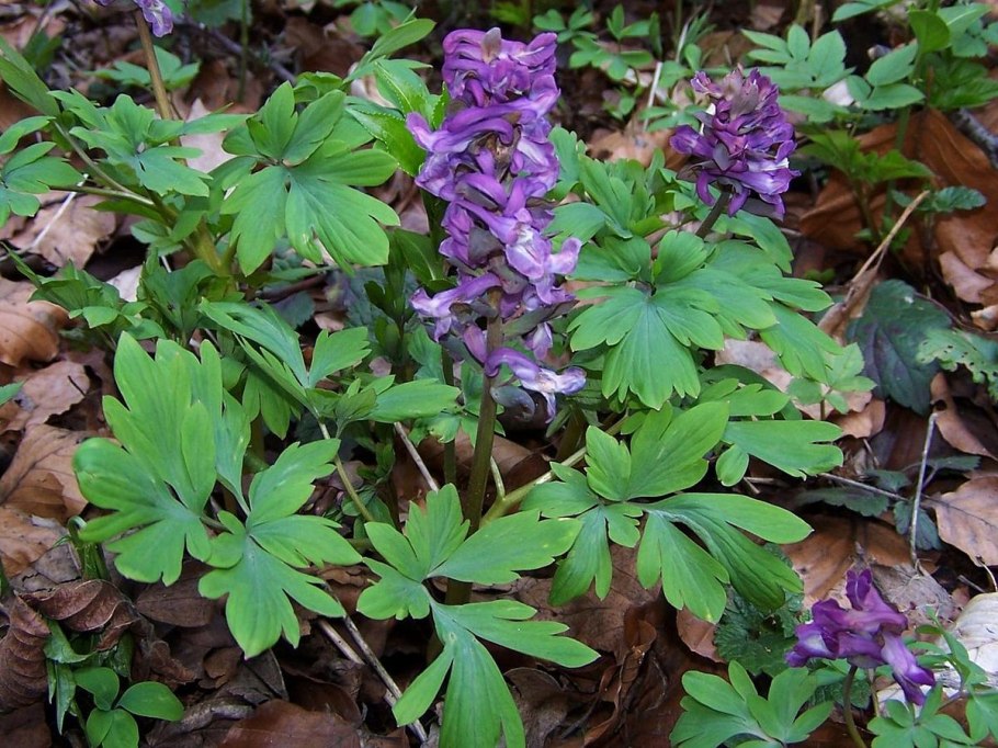 Corydalis sempervirens